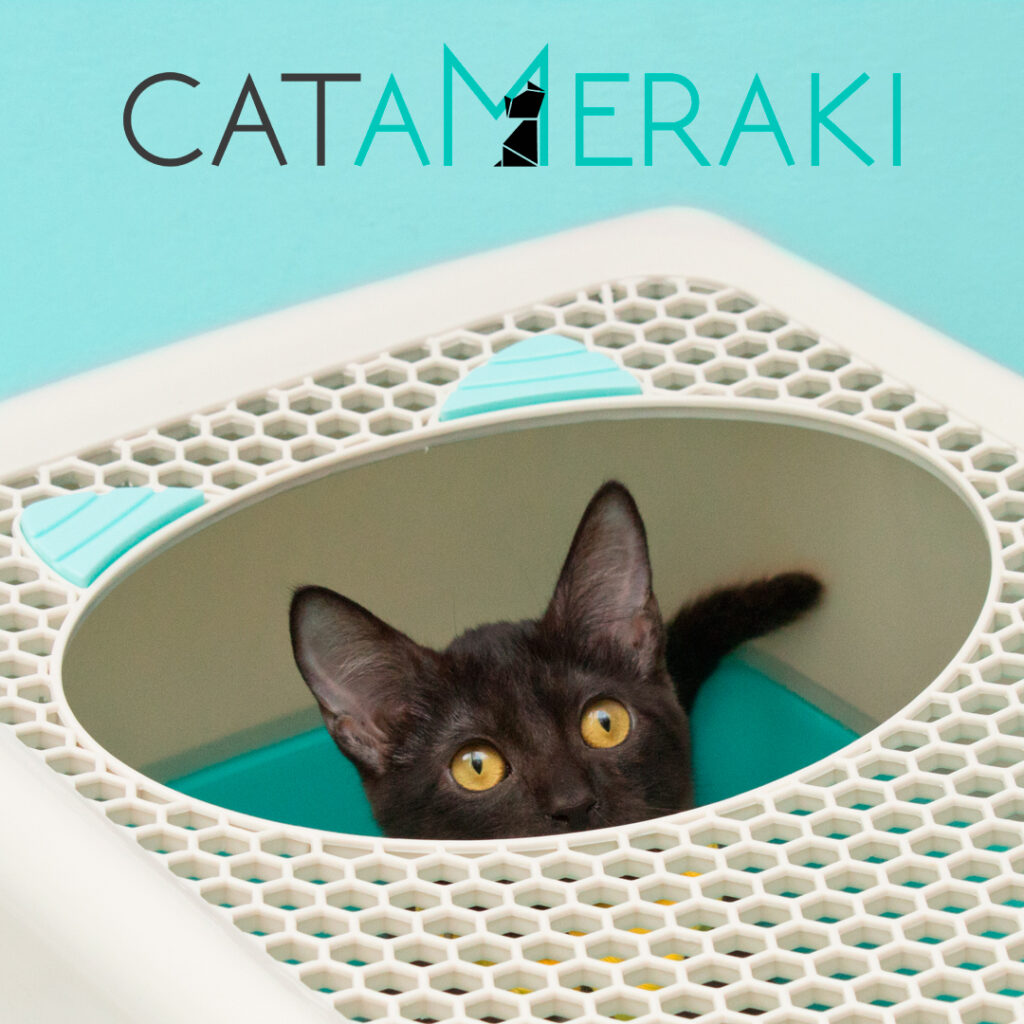 Cuidados básicos para que tu gatito sea feliz y saludable